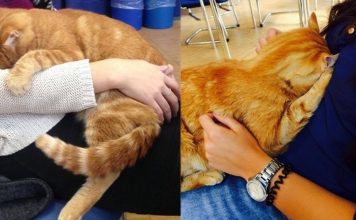 Cat Comes to University Everyday So She Can Rescue Students with Cuddles