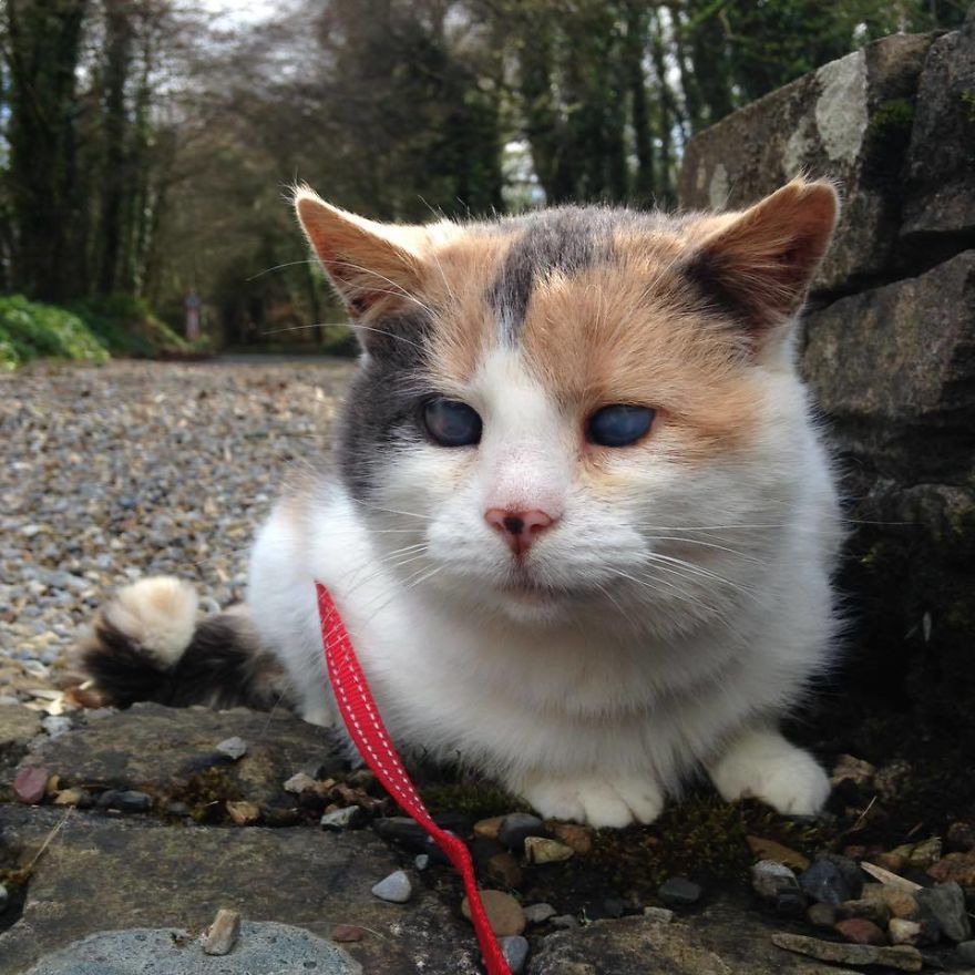 blind-rescued-cat-stevie-1