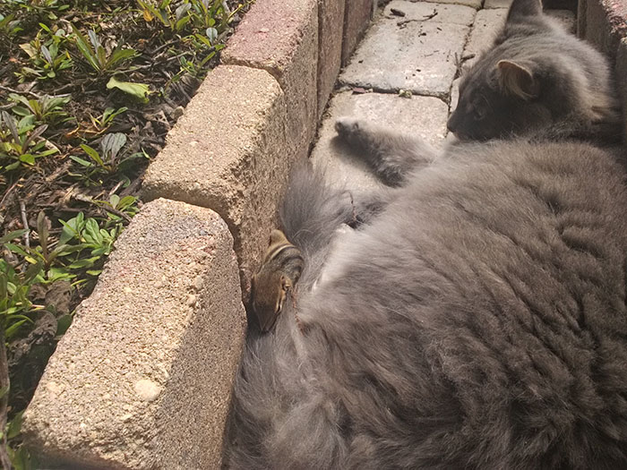 cat-chipmunk-friends-sleeping-4