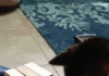 Seriously, human? That’s your move?