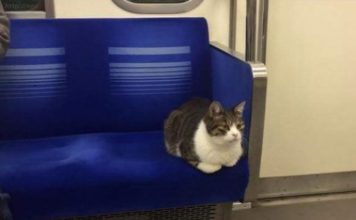 Cat Takes Regular Rides on Tokyo Subway Train All By Himself