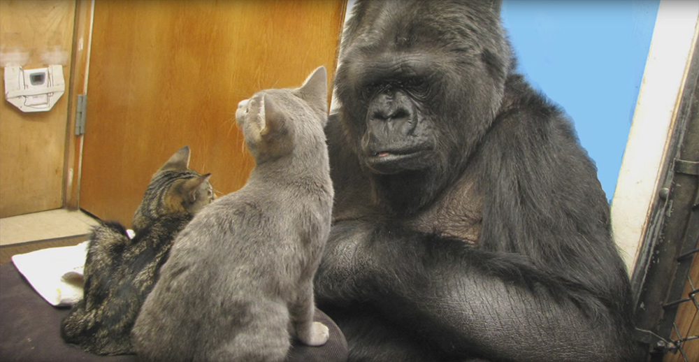Koko The Gorilla And Her Kittens Are All Grown Up Catlov