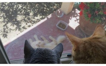 Cats Won't Stop Showing Up At This Woman's Porch Begging For Help…