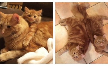 Ginger Cat Finds Identical Kitten, And Raises Him As His Own