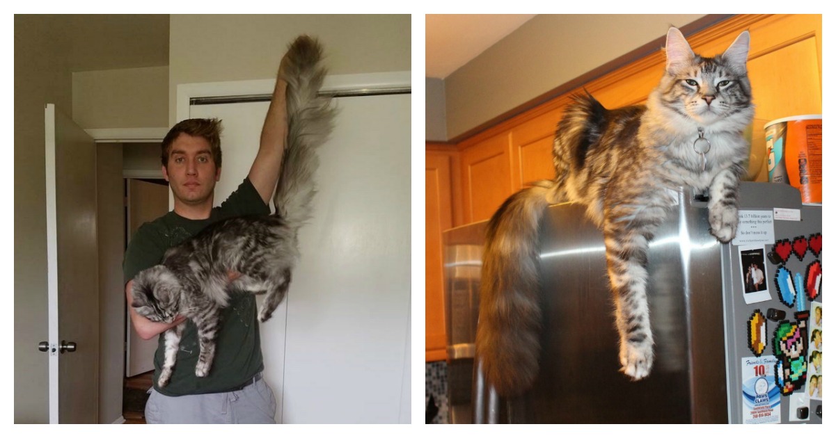 Super Fluffy Cat Has Longest Tail In The World…And Still Growing…. | Catlov