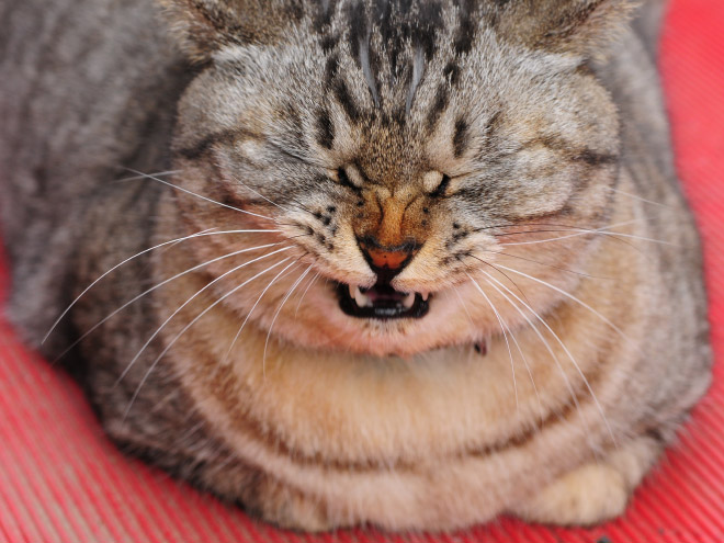sneezing-cats-08