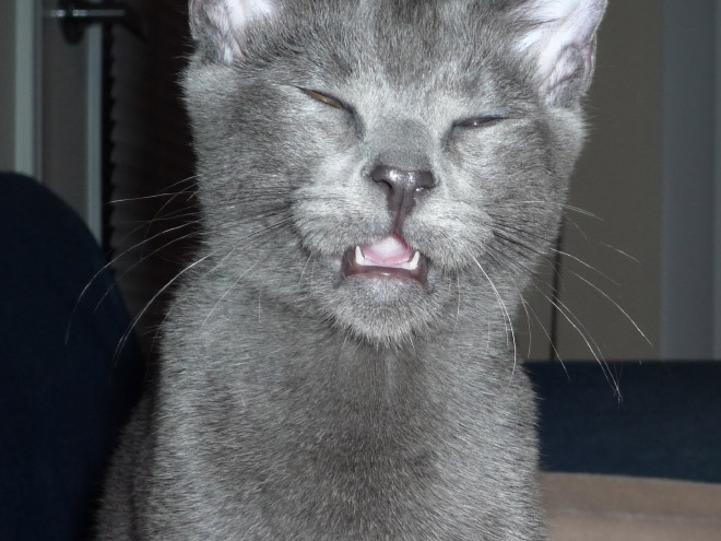 sneezing-cats-11