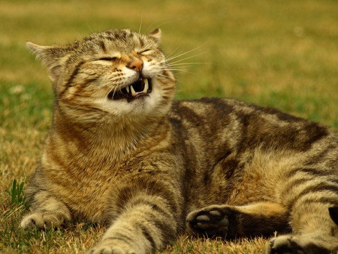 sneezing-cats-16