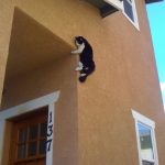 cat-fail-09