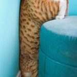 cat-fails-15