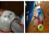 15 Of The Best Cat Fails, Ever!