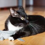 Cat playing with mouse-toy