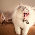 White cat yawning