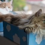 Pair of cats in boxes on windowsil