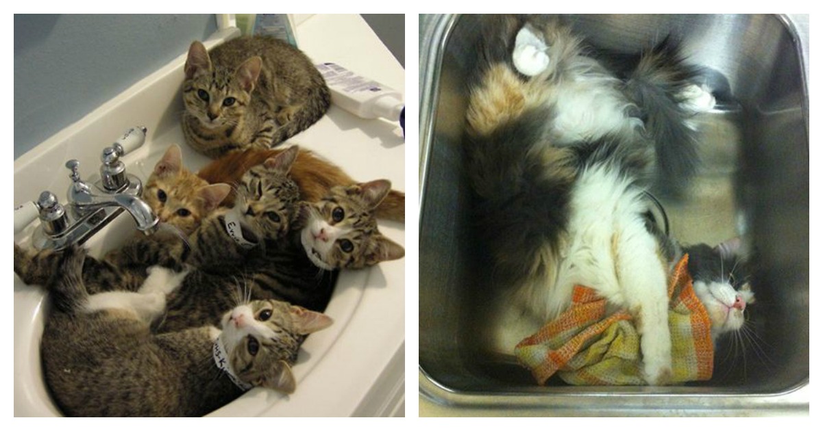 17 Hilarious Cats That Are Totally Obsessed With Sinks… Catlov