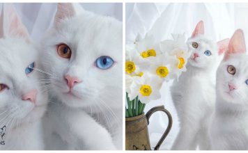 Twin Kitties with Same Colored Odd Eyes in These Stunning Photos