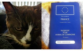 Cat Vanishes from Her Home, Turns Up 8 Years Later in a Different Country