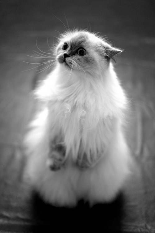 fluffy-cats-11