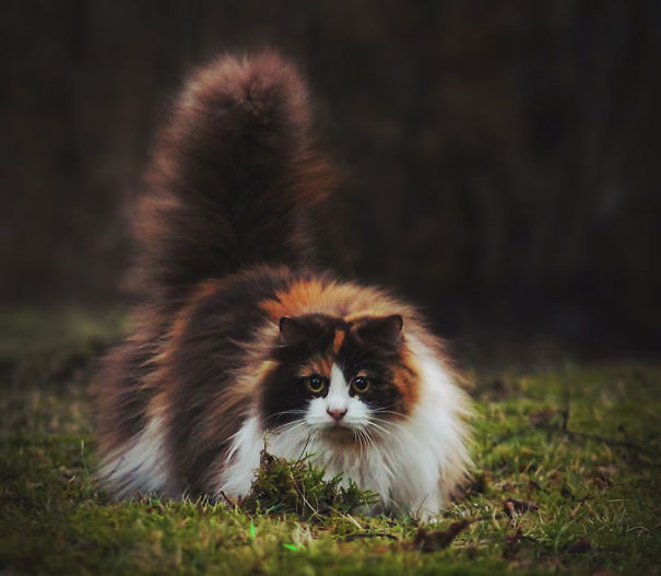 fluffy-cats-12