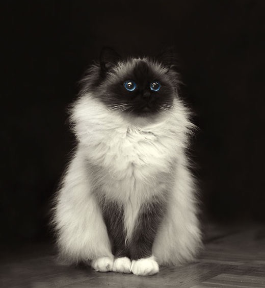 fluffy-cats-15