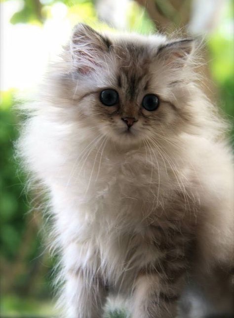 fluffy-cats-17