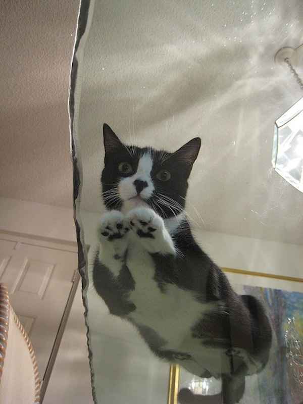 glass-kitties-08