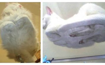 These 20 Cats Laying On Glass Tables Will Make You Smile