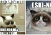 25 Hilarious Grumpy Cat Memes That Sum Up A Cat's Tough Life