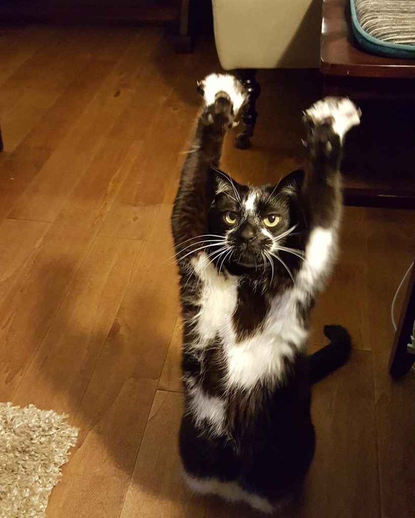 Man Discovers His Cat Has Quite The Hilarious Talent… | Catlov