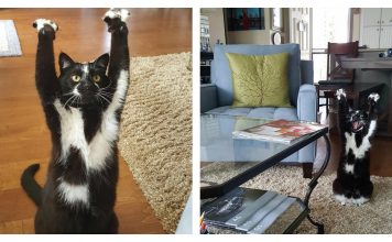 Man Discovers His Cat Has Quite The Hilarious Talent…