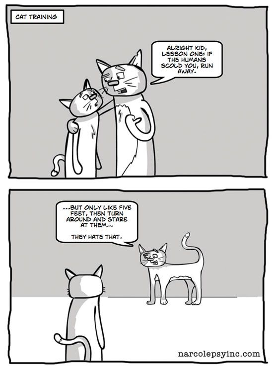 life-w-cats-17