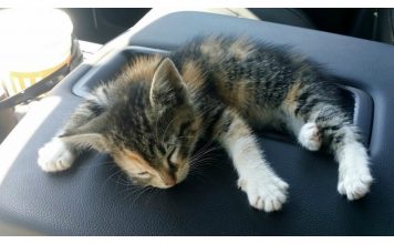 Homeless Kitten Fell Asleep In Her Rescuer’s Car, And He Didn’t Have The Heart To Wake Her Up