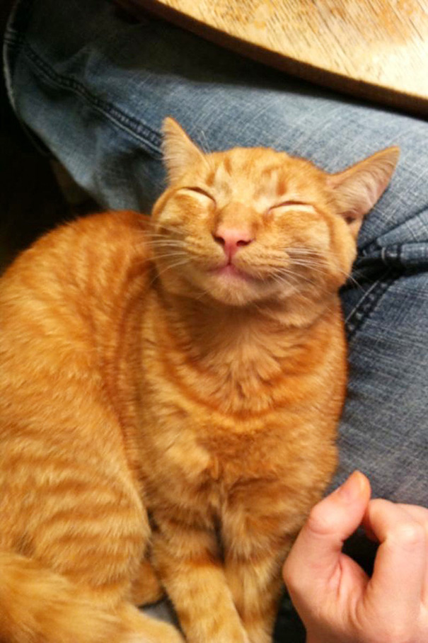 smiling-cats-15