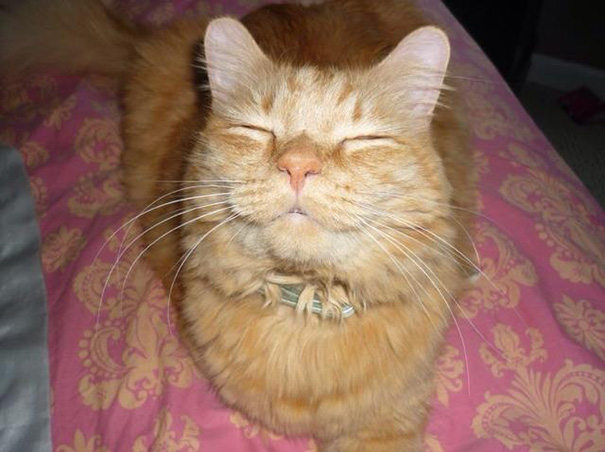 smiling-cats-16