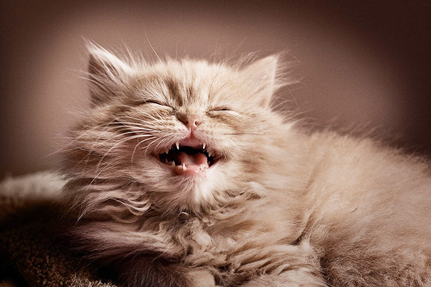 smiling-cats-20