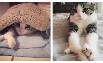 Kitty Born With Lobster-Like Paw, Fights His Way To A Loving Home