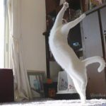 ballerina-cat-07