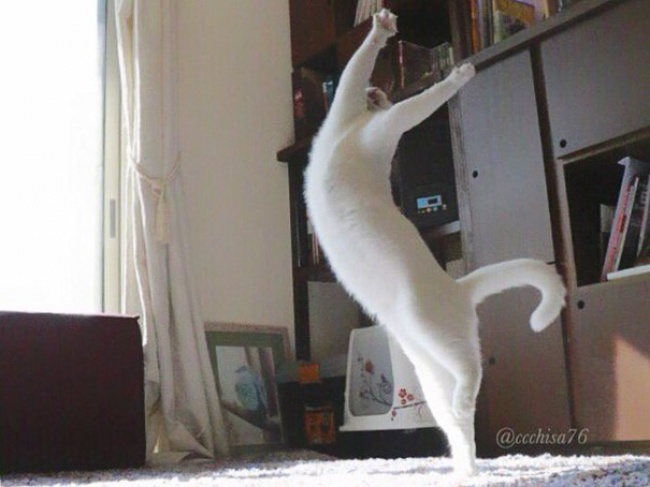 ballerina-cat-07