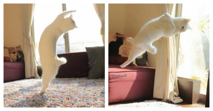 ballerina-cats-feature