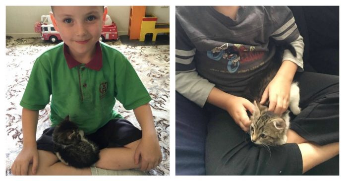 boy-and-cat-feature