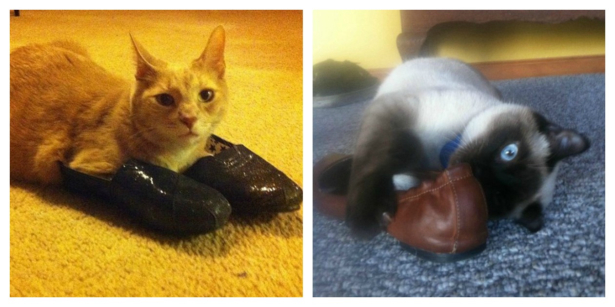 12 Cats That Prove Shoes Is Another Weird Obsession of Theirs' Catlov