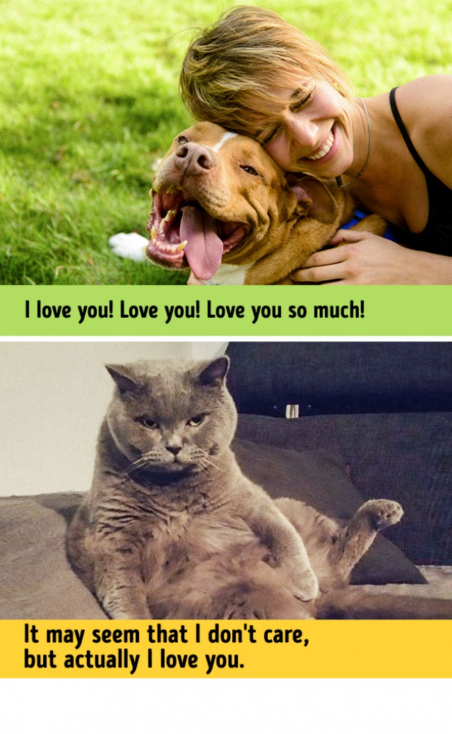 cats-vs-dogs-13