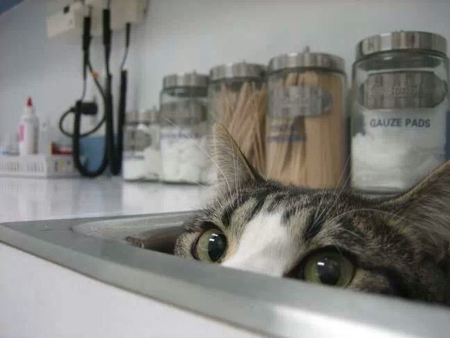 hiding-vet-cat-10