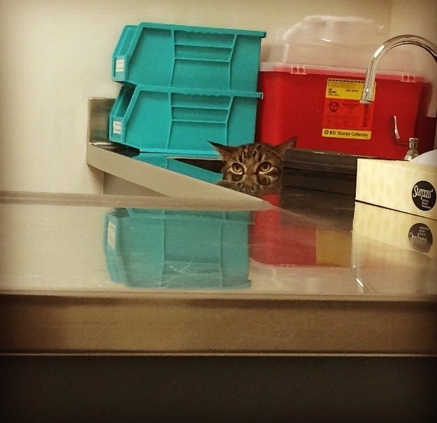 hiding-vet-cat-15
