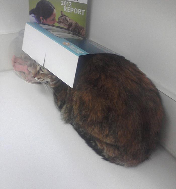 hiding-vet-cat-19
