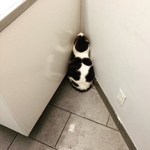 hiding-vet-cat-24