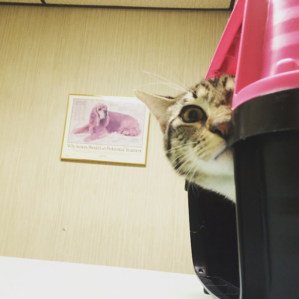 hiding-vet-cat-31