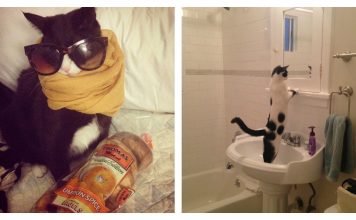 12 Cats Who Are Bring Meaning To The Term 'High Maintenance'