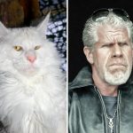 look-alike-cats-01