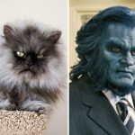 look-alike-cats-03